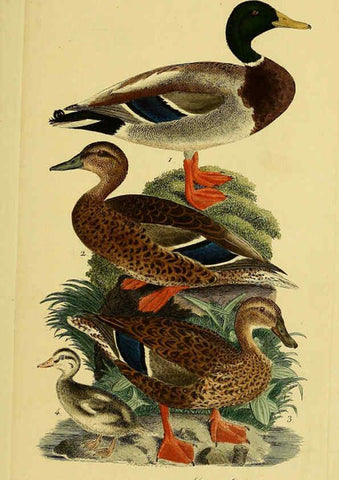 Reproducción/Reproduction 6059472788: Johann Andreas Naumann's ... Naturgeschichte der Vögel Deutschlands, nach einigen Erfahrungen entworfen. 13.T.Plates Leipzig :G. Fleischer,1820-1860