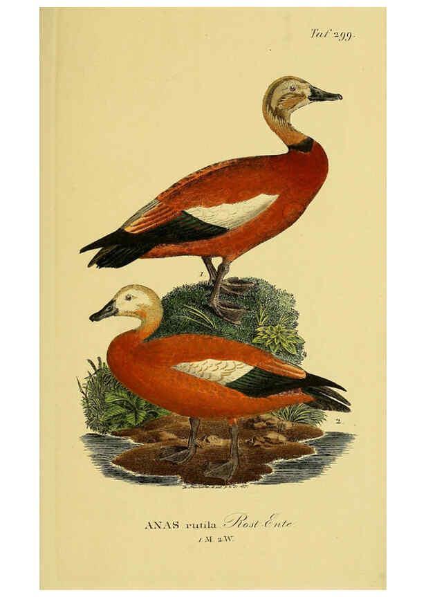 Reproducción/Reproduction 6058924701: Johann Andreas Naumann's ... Naturgeschichte der Vögel Deutschlands, nach einigen Erfahrungen entworfen. 13.T.Plates Leipzig :G. Fleischer,1820-1860