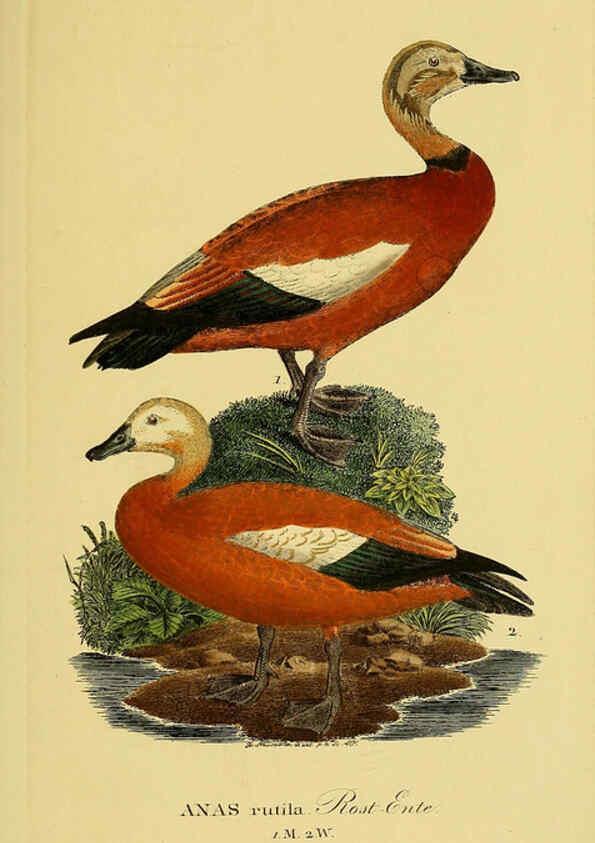 Reproducción/Reproduction 6058924701: Johann Andreas Naumann's ... Naturgeschichte der Vögel Deutschlands, nach einigen Erfahrungen entworfen. 13.T.Plates Leipzig :G. Fleischer,1820-1860