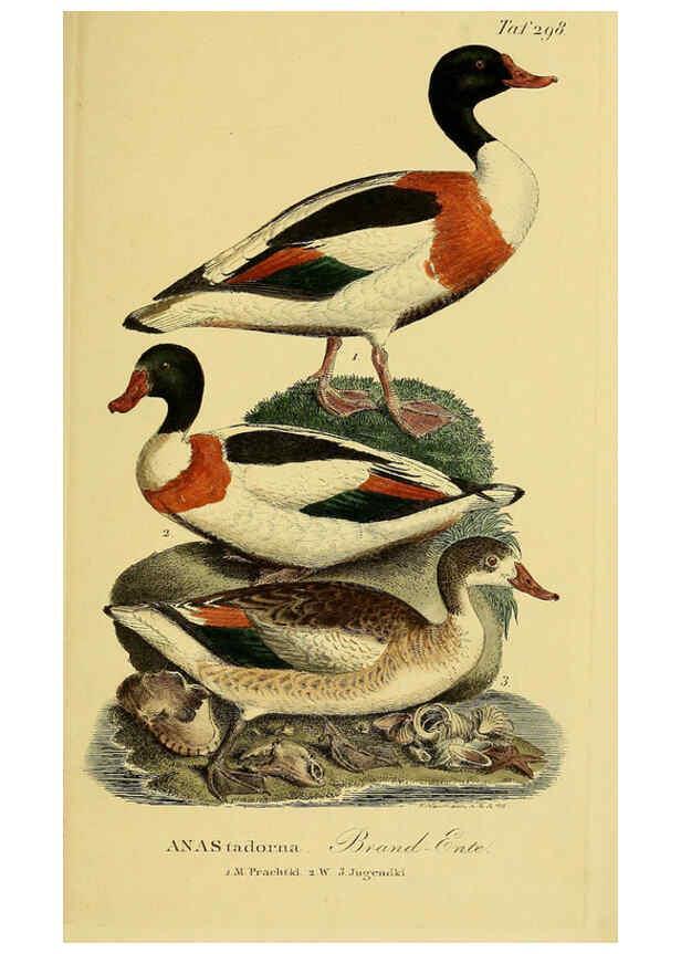 Reproducción/Reproduction 6059472056: Johann Andreas Naumann's ... Naturgeschichte der Vögel Deutschlands, nach einigen Erfahrungen entworfen. 13.T.Plates Leipzig :G. Fleischer,1820-1860