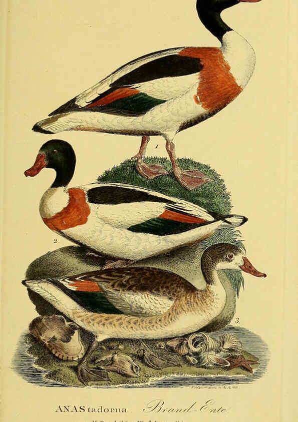 Reproducción/Reproduction 6059472056: Johann Andreas Naumann's ... Naturgeschichte der Vögel Deutschlands, nach einigen Erfahrungen entworfen. 13.T.Plates Leipzig :G. Fleischer,1820-1860