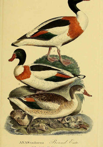 Reproducción/Reproduction 6059472056: Johann Andreas Naumann's ... Naturgeschichte der Vögel Deutschlands, nach einigen Erfahrungen entworfen. 13.T.Plates Leipzig :G. Fleischer,1820-1860