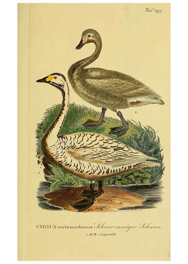 Reproducción/Reproduction 6059471818: Johann Andreas Naumann's ... Naturgeschichte der Vögel Deutschlands, nach einigen Erfahrungen entworfen. 13.T.Plates Leipzig :G. Fleischer,1820-1860