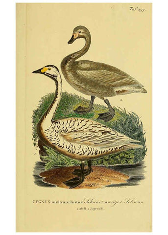 Reproducción/Reproduction 6059471818: Johann Andreas Naumann's ... Naturgeschichte der Vögel Deutschlands, nach einigen Erfahrungen entworfen. 13.T.Plates Leipzig :G. Fleischer,1820-1860