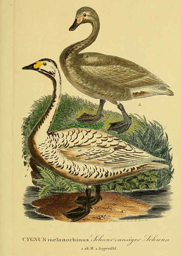 Reproducción/Reproduction 6059471818: Johann Andreas Naumann's ... Naturgeschichte der Vögel Deutschlands, nach einigen Erfahrungen entworfen. 13.T.Plates Leipzig :G. Fleischer,1820-1860