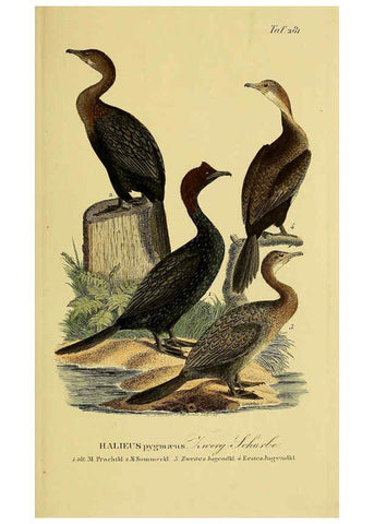 Reproducción/Reproduction 6059466314: Johann Andreas Naumann's ... Naturgeschichte der Vögel Deutschlands, nach einigen Erfahrungen entworfen. 13.T.Plates Leipzig :G. Fleischer,1820-1860