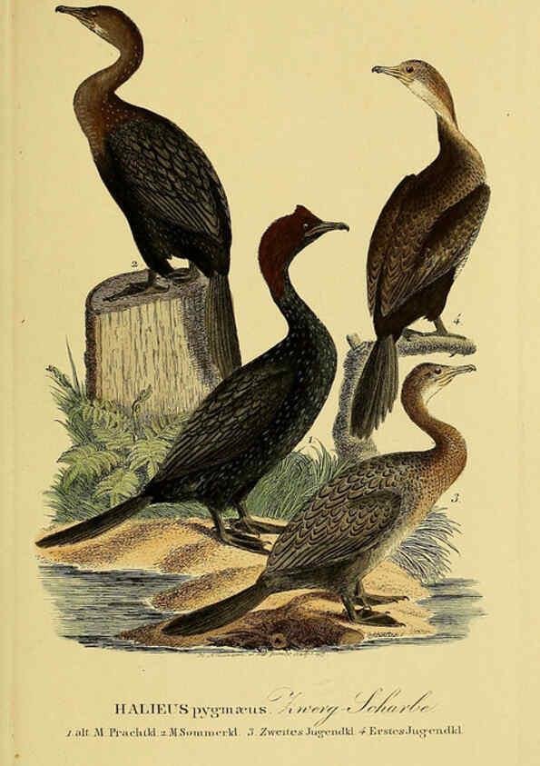 Reproducción/Reproduction 6059466314: Johann Andreas Naumann's ... Naturgeschichte der Vögel Deutschlands, nach einigen Erfahrungen entworfen. 13.T.Plates Leipzig :G. Fleischer,1820-1860