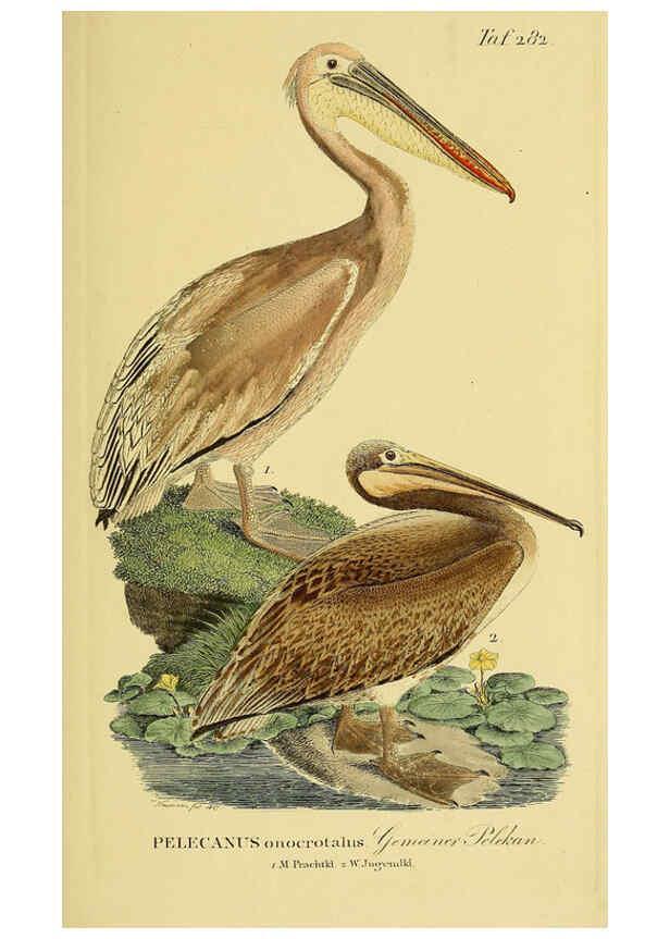 Reproducción/Reproduction 6059466840: Johann Andreas Naumann's ... Naturgeschichte der Vögel Deutschlands, nach einigen Erfahrungen entworfen. 13.T.Plates Leipzig :G. Fleischer,1820-1860