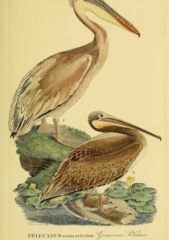 Reproducción/Reproduction 6059466840: Johann Andreas Naumann's ... Naturgeschichte der Vögel Deutschlands, nach einigen Erfahrungen entworfen. 13.T.Plates Leipzig :G. Fleischer,1820-1860