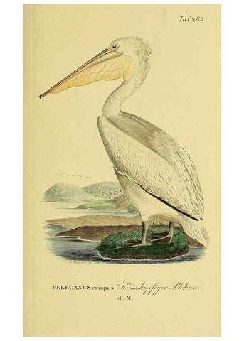 Reproducción/Reproduction 6058919387: Johann Andreas Naumann's ... Naturgeschichte der Vögel Deutschlands, nach einigen Erfahrungen entworfen. 13.T.Plates Leipzig :G. Fleischer,1820-1860