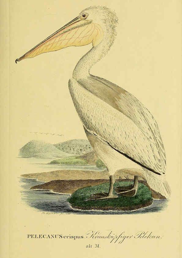 Reproducción/Reproduction 6058919387: Johann Andreas Naumann's ... Naturgeschichte der Vögel Deutschlands, nach einigen Erfahrungen entworfen. 13.T.Plates Leipzig :G. Fleischer,1820-1860