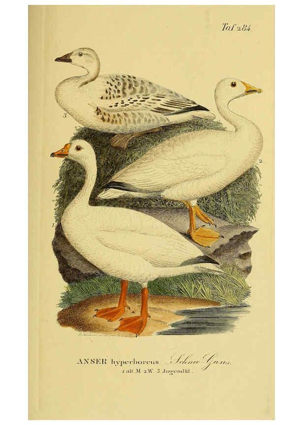 Reproducción/Reproduction 6058919773: Johann Andreas Naumann's ... Naturgeschichte der Vögel Deutschlands, nach einigen Erfahrungen entworfen. 13.T.Plates Leipzig :G. Fleischer,1820-1860