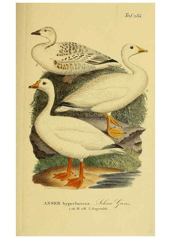 Reproducción/Reproduction 6058919773: Johann Andreas Naumann's ... Naturgeschichte der Vögel Deutschlands, nach einigen Erfahrungen entworfen. 13.T.Plates Leipzig :G. Fleischer,1820-1860