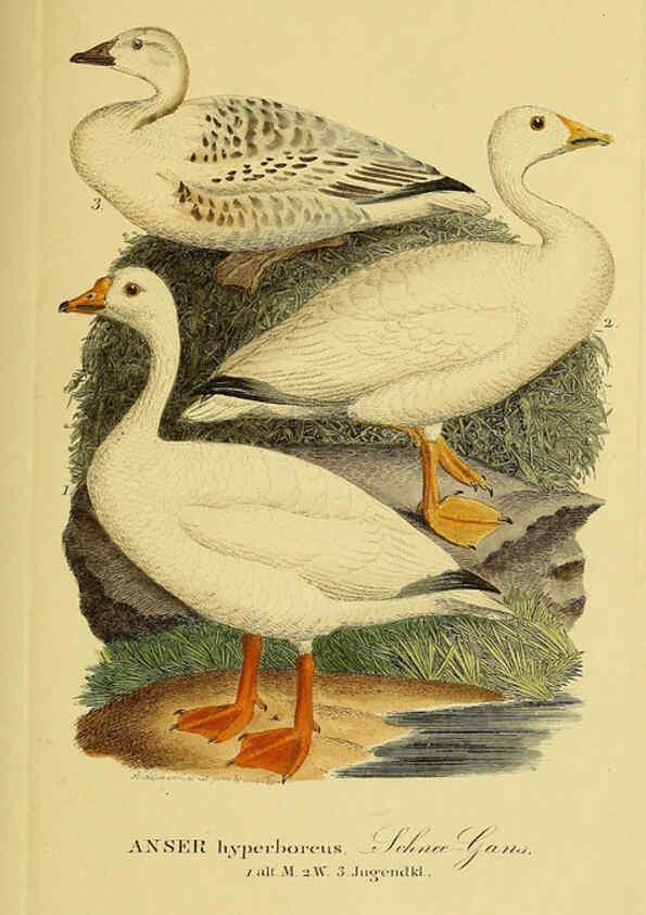 Reproducción/Reproduction 6058919773: Johann Andreas Naumann's ... Naturgeschichte der Vögel Deutschlands, nach einigen Erfahrungen entworfen. 13.T.Plates Leipzig :G. Fleischer,1820-1860