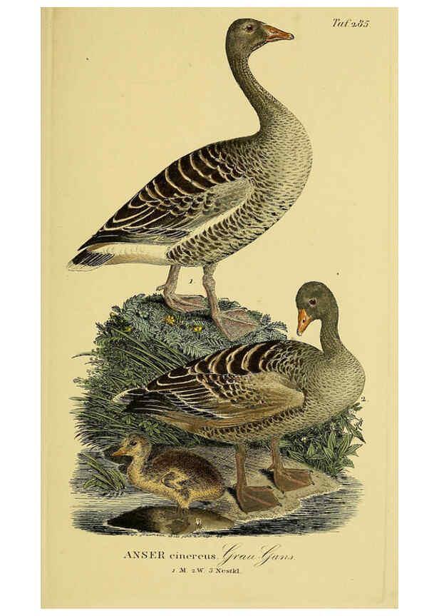 Reproducción/Reproduction 6059467990: Johann Andreas Naumann's ... Naturgeschichte der Vögel Deutschlands, nach einigen Erfahrungen entworfen. 13.T.Plates Leipzig :G. Fleischer,1820-1860