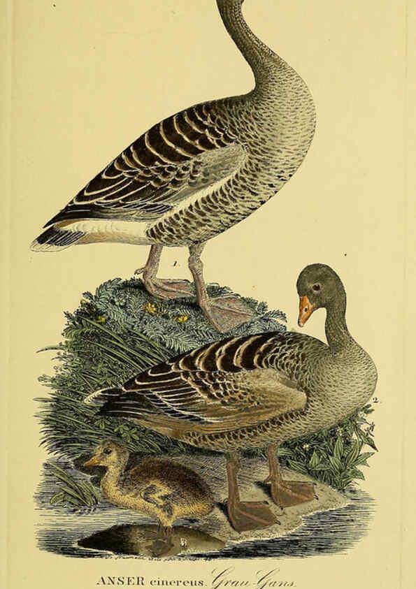 Reproducción/Reproduction 6059467990: Johann Andreas Naumann's ... Naturgeschichte der Vögel Deutschlands, nach einigen Erfahrungen entworfen. 13.T.Plates Leipzig :G. Fleischer,1820-1860