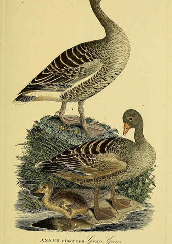 Reproducción/Reproduction 6059467990: Johann Andreas Naumann's ... Naturgeschichte der Vögel Deutschlands, nach einigen Erfahrungen entworfen. 13.T.Plates Leipzig :G. Fleischer,1820-1860