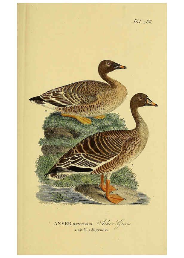 Reproducción/Reproduction 6059468342: Johann Andreas Naumann's ... Naturgeschichte der Vögel Deutschlands, nach einigen Erfahrungen entworfen. 13.T.Plates Leipzig :G. Fleischer,1820-1860