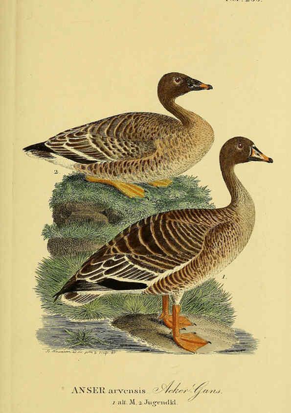 Reproducción/Reproduction 6059468342: Johann Andreas Naumann's ... Naturgeschichte der Vögel Deutschlands, nach einigen Erfahrungen entworfen. 13.T.Plates Leipzig :G. Fleischer,1820-1860