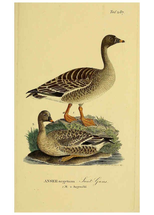 Reproducción/Reproduction 6059468650: Johann Andreas Naumann's ... Naturgeschichte der Vögel Deutschlands, nach einigen Erfahrungen entworfen. 13.T.Plates Leipzig :G. Fleischer,1820-1860