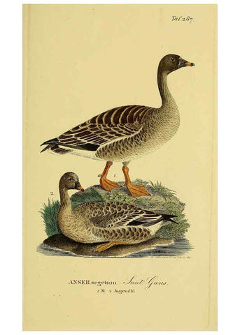 Reproducción/Reproduction 6059468650: Johann Andreas Naumann's ... Naturgeschichte der Vögel Deutschlands, nach einigen Erfahrungen entworfen. 13.T.Plates Leipzig :G. Fleischer,1820-1860