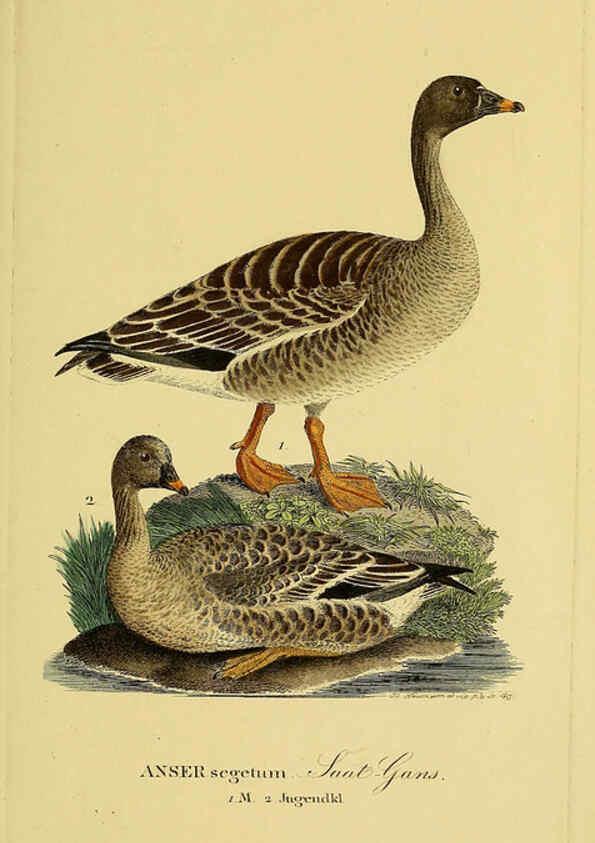 Reproducción/Reproduction 6059468650: Johann Andreas Naumann's ... Naturgeschichte der Vögel Deutschlands, nach einigen Erfahrungen entworfen. 13.T.Plates Leipzig :G. Fleischer,1820-1860