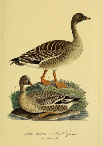 Reproducción/Reproduction 6059468650: Johann Andreas Naumann's ... Naturgeschichte der Vögel Deutschlands, nach einigen Erfahrungen entworfen. 13.T.Plates Leipzig :G. Fleischer,1820-1860