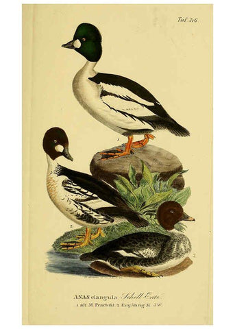 Reproducción/Reproduction 6059478252: Johann Andreas Naumann's ... Naturgeschichte der Vögel Deutschlands, nach einigen Erfahrungen entworfen. 13.T.Plates Leipzig :G. Fleischer,1820-1860