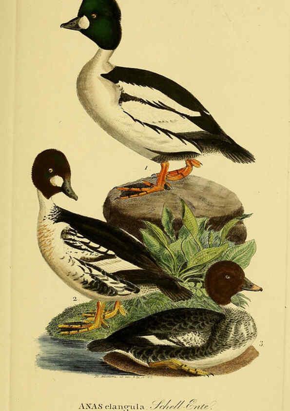 Reproducción/Reproduction 6059478252: Johann Andreas Naumann's ... Naturgeschichte der Vögel Deutschlands, nach einigen Erfahrungen entworfen. 13.T.Plates Leipzig :G. Fleischer,1820-1860