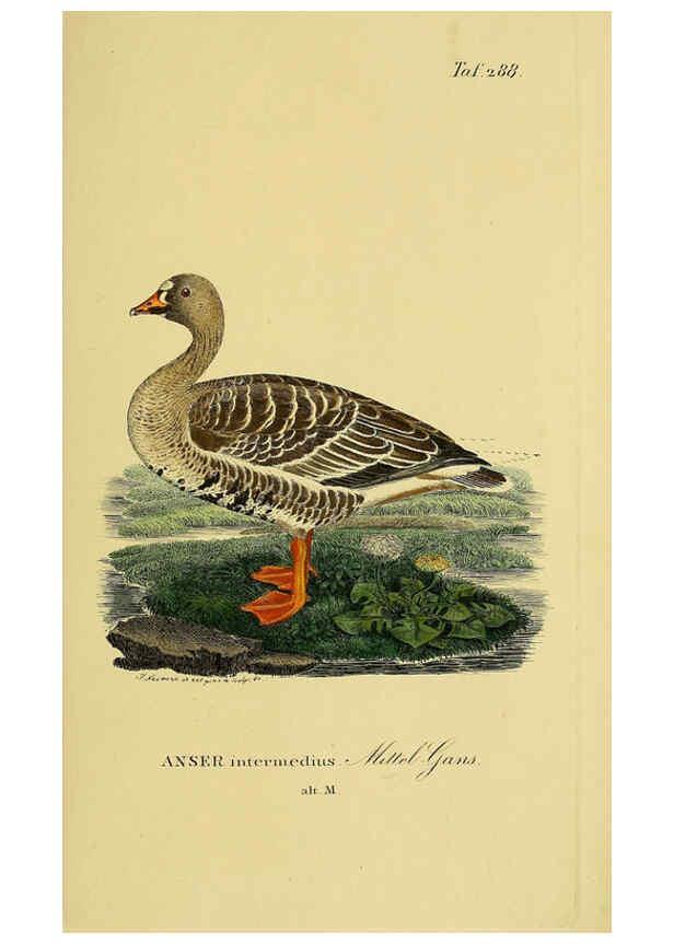 Reproducción/Reproduction 6058921431: Johann Andreas Naumann's ... Naturgeschichte der Vögel Deutschlands, nach einigen Erfahrungen entworfen. 13.T.Plates Leipzig :G. Fleischer,1820-1860