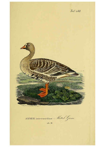 Reproducción/Reproduction 6058921431: Johann Andreas Naumann's ... Naturgeschichte der Vögel Deutschlands, nach einigen Erfahrungen entworfen. 13.T.Plates Leipzig :G. Fleischer,1820-1860