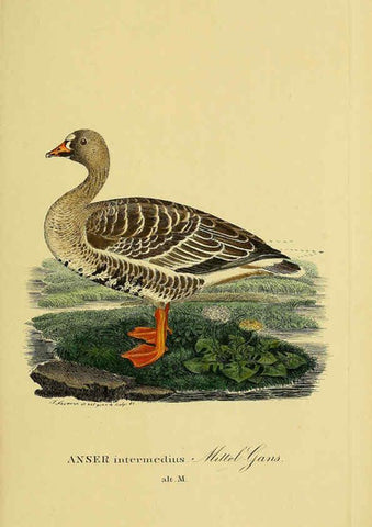Reproducción/Reproduction 6058921431: Johann Andreas Naumann's ... Naturgeschichte der Vögel Deutschlands, nach einigen Erfahrungen entworfen. 13.T.Plates Leipzig :G. Fleischer,1820-1860