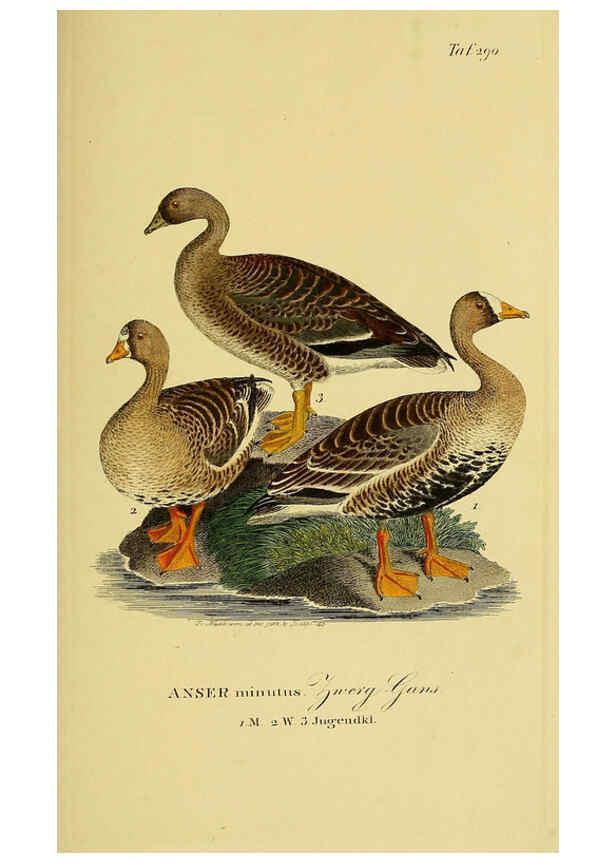 Reproducción/Reproduction 6058921951: Johann Andreas Naumann's ... Naturgeschichte der Vögel Deutschlands, nach einigen Erfahrungen entworfen. 13.T.Plates Leipzig :G. Fleischer,1820-1860