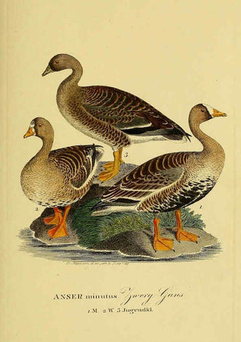 Reproducción/Reproduction 6058921951: Johann Andreas Naumann's ... Naturgeschichte der Vögel Deutschlands, nach einigen Erfahrungen entworfen. 13.T.Plates Leipzig :G. Fleischer,1820-1860
