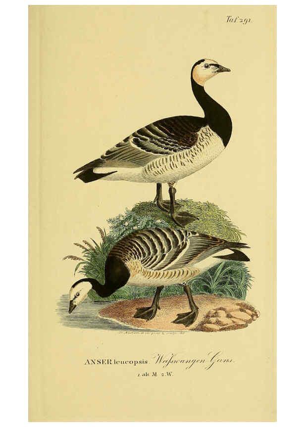 Reproducción/Reproduction 6058922287: Johann Andreas Naumann's ... Naturgeschichte der Vögel Deutschlands, nach einigen Erfahrungen entworfen. 13.T.Plates Leipzig :G. Fleischer,1820-1860