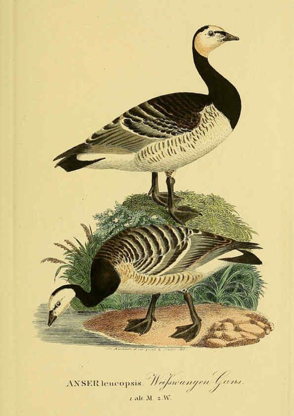Reproducción/Reproduction 6058922287: Johann Andreas Naumann's ... Naturgeschichte der Vögel Deutschlands, nach einigen Erfahrungen entworfen. 13.T.Plates Leipzig :G. Fleischer,1820-1860