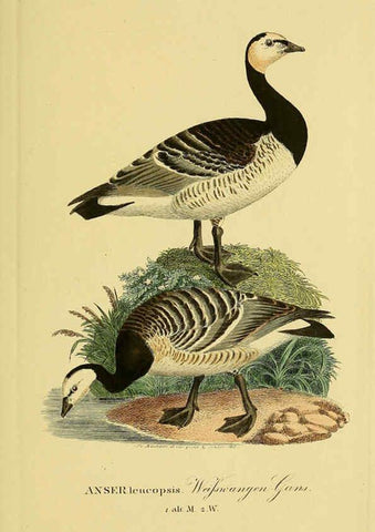 Reproducción/Reproduction 6058922287: Johann Andreas Naumann's ... Naturgeschichte der Vögel Deutschlands, nach einigen Erfahrungen entworfen. 13.T.Plates Leipzig :G. Fleischer,1820-1860