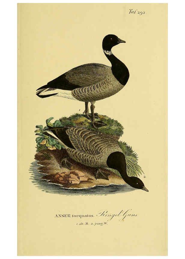 Reproducción/Reproduction 6058922631: Johann Andreas Naumann's ... Naturgeschichte der Vögel Deutschlands, nach einigen Erfahrungen entworfen. 13.T.Plates Leipzig :G. Fleischer,1820-1860