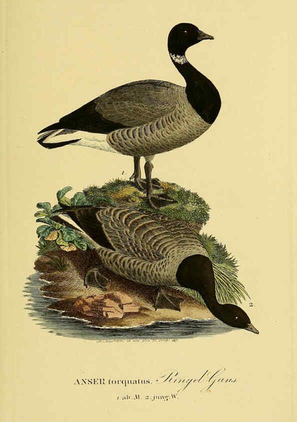 Reproducción/Reproduction 6058922631: Johann Andreas Naumann's ... Naturgeschichte der Vögel Deutschlands, nach einigen Erfahrungen entworfen. 13.T.Plates Leipzig :G. Fleischer,1820-1860