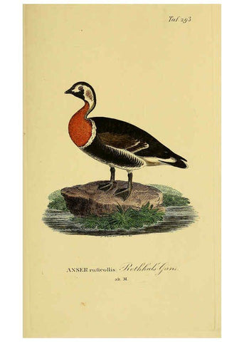 Reproducción/Reproduction 6058922881: Johann Andreas Naumann's ... Naturgeschichte der Vögel Deutschlands, nach einigen Erfahrungen entworfen. 13.T.Plates Leipzig :G. Fleischer,1820-1860
