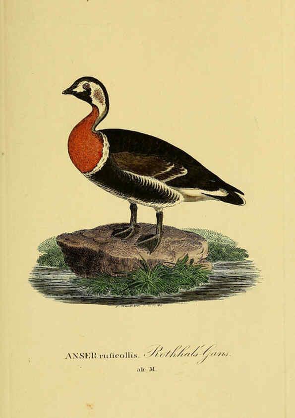 Reproducción/Reproduction 6058922881: Johann Andreas Naumann's ... Naturgeschichte der Vögel Deutschlands, nach einigen Erfahrungen entworfen. 13.T.Plates Leipzig :G. Fleischer,1820-1860