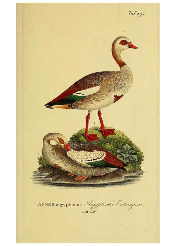 Reproducción/Reproduction 6058923225: Johann Andreas Naumann's ... Naturgeschichte der Vögel Deutschlands, nach einigen Erfahrungen entworfen. 13.T.Plates Leipzig :G. Fleischer,1820-1860