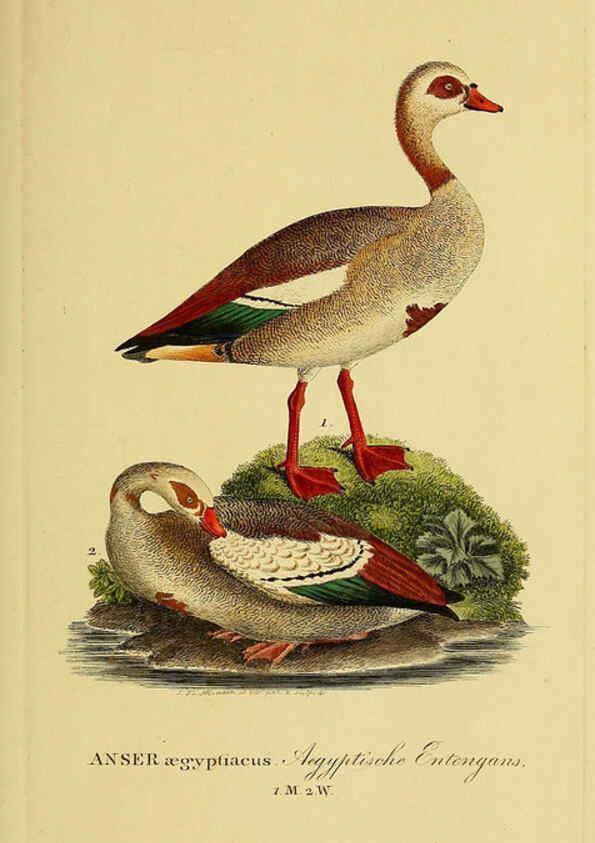 Reproducción/Reproduction 6058923225: Johann Andreas Naumann's ... Naturgeschichte der Vögel Deutschlands, nach einigen Erfahrungen entworfen. 13.T.Plates Leipzig :G. Fleischer,1820-1860
