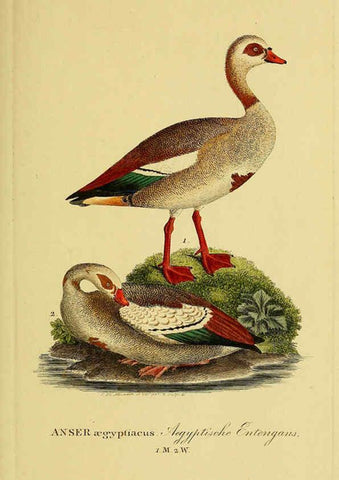 Reproducción/Reproduction 6058923225: Johann Andreas Naumann's ... Naturgeschichte der Vögel Deutschlands, nach einigen Erfahrungen entworfen. 13.T.Plates Leipzig :G. Fleischer,1820-1860