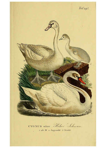 Reproducción/Reproduction 6059471092: Johann Andreas Naumann's ... Naturgeschichte der Vögel Deutschlands, nach einigen Erfahrungen entworfen. 13.T.Plates Leipzig :G. Fleischer,1820-1860