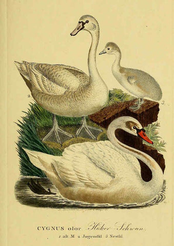 Reproducción/Reproduction 6059471092: Johann Andreas Naumann's ... Naturgeschichte der Vögel Deutschlands, nach einigen Erfahrungen entworfen. 13.T.Plates Leipzig :G. Fleischer,1820-1860