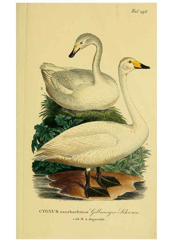 Reproducción/Reproduction 6058924009: Johann Andreas Naumann's ... Naturgeschichte der Vögel Deutschlands, nach einigen Erfahrungen entworfen. 13.T.Plates Leipzig :G. Fleischer,1820-1860