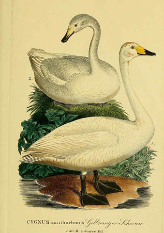 Reproducción/Reproduction 6058924009: Johann Andreas Naumann's ... Naturgeschichte der Vögel Deutschlands, nach einigen Erfahrungen entworfen. 13.T.Plates Leipzig :G. Fleischer,1820-1860