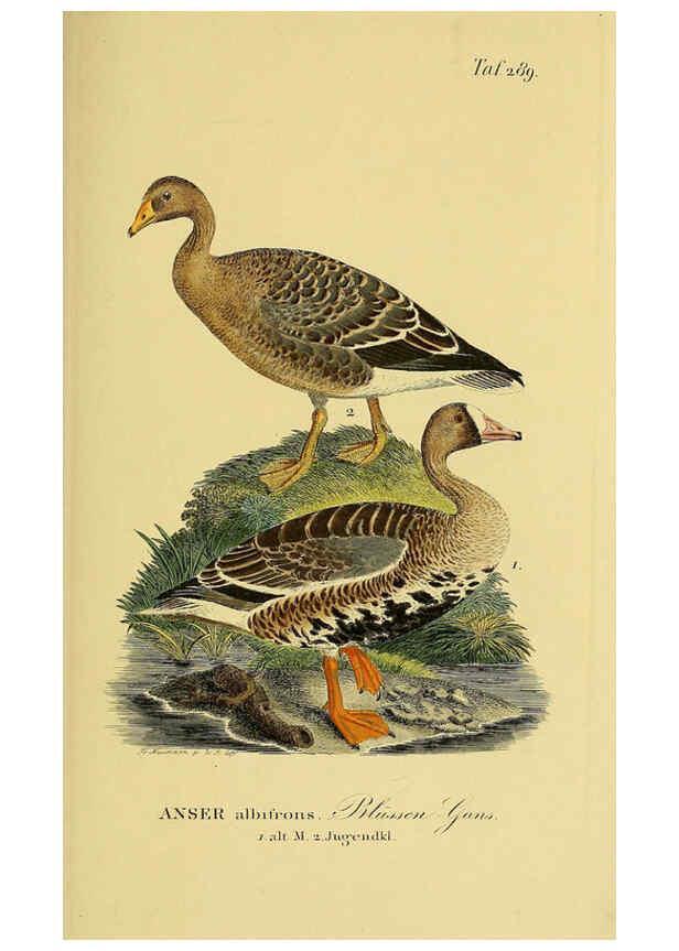 Reproducción/Reproduction 6058921689: Johann Andreas Naumann's ... Naturgeschichte der Vögel Deutschlands, nach einigen Erfahrungen entworfen. 13.T.Plates Leipzig :G. Fleischer,1820-1860