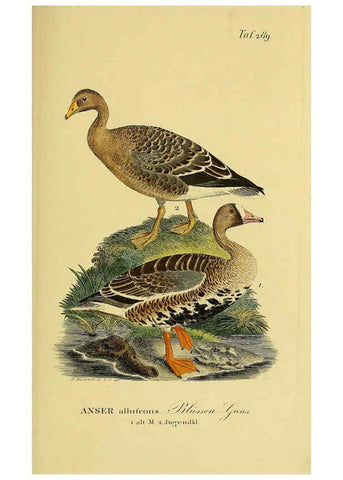 Reproducción/Reproduction 6058921689: Johann Andreas Naumann's ... Naturgeschichte der Vögel Deutschlands, nach einigen Erfahrungen entworfen. 13.T.Plates Leipzig :G. Fleischer,1820-1860